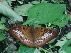 Tanaecia palguna