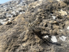 Empusa pennicornis