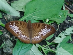 Tanaecia palguna