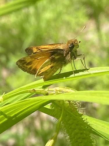 Zabulon Skipper photo 5