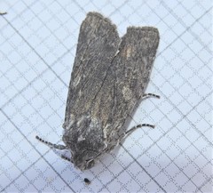 Lithophane antennata