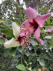 Hibiscus insularis
