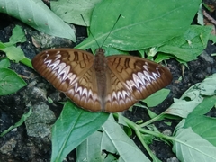 Tanaecia palguna
