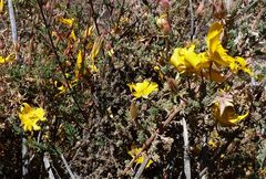 Balbisia microphylla