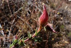 Balbisia microphylla