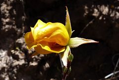 Balbisia microphylla