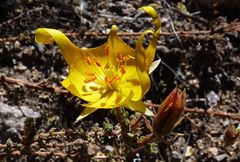Balbisia microphylla