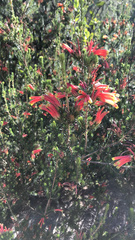 Erica unicolor