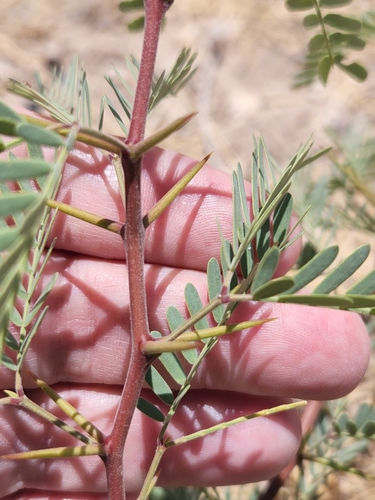 western honey mesquite