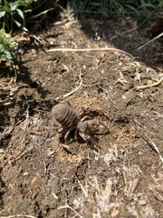 Galeodes araneoides