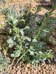 Atriplex elegans