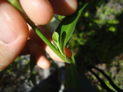 Commelina erecta