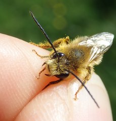 Eucera nigrilabris