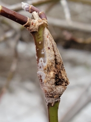 Acer negundo californicum