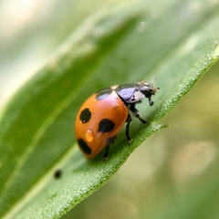 Coccinella septempunctata