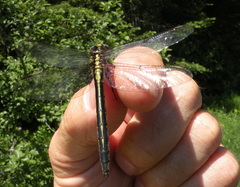 Phanogomphus descriptus