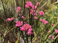 Lamprotis