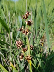 Juncus phaeocephalus paniculatus