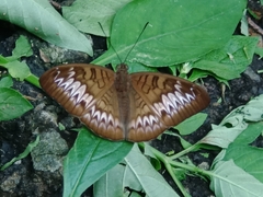 Tanaecia palguna