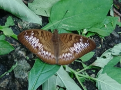 Tanaecia palguna