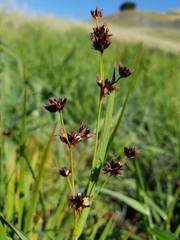 Juncus phaeocephalus paniculatus