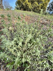 Teucrium polium polium