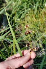Juncus phaeocephalus paniculatus