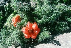 Caiophora chuquitensis