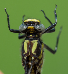 Phanogomphus descriptus