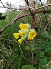 Primula veris veris