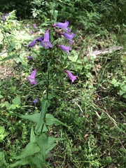 Penstemon laxiflorus