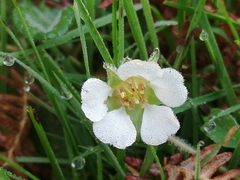 Potentilla sterilis
