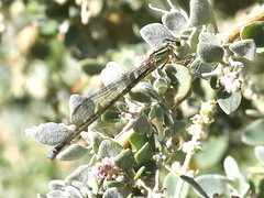 Pseudagrion kersteni