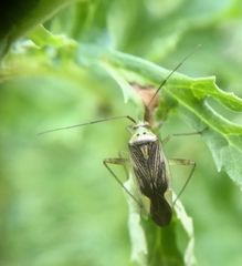 Closterotomus trivialis