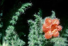 Caiophora chuquitensis