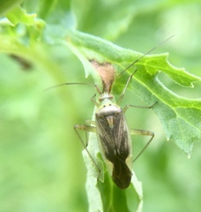 Closterotomus trivialis