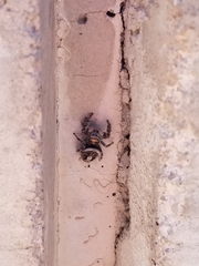 Phidippus comatus