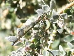 Pseudagrion kersteni