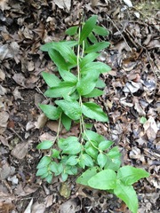 Lithospermum helleri