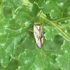 Closterotomus trivialis