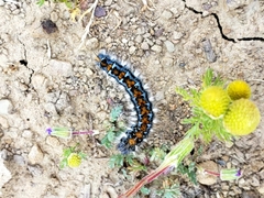 Malacosoma constricta