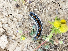 Malacosoma constricta