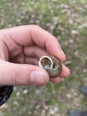 Allogona ptychophora