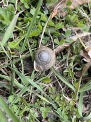 Allogona ptychophora