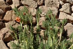 Caiophora chuquitensis