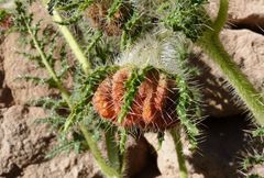 Caiophora chuquitensis