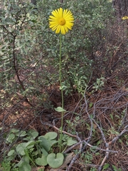 Doronicum caucasicum