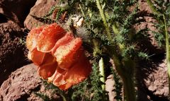 Caiophora chuquitensis