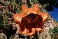 Caiophora chuquitensis