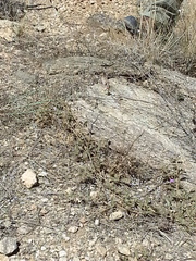 Crotaphytus
